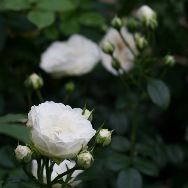 バラ苗 図鑑 ベラ ワイス Bella Weiss 国産ノイバラ台木使用 | 系統