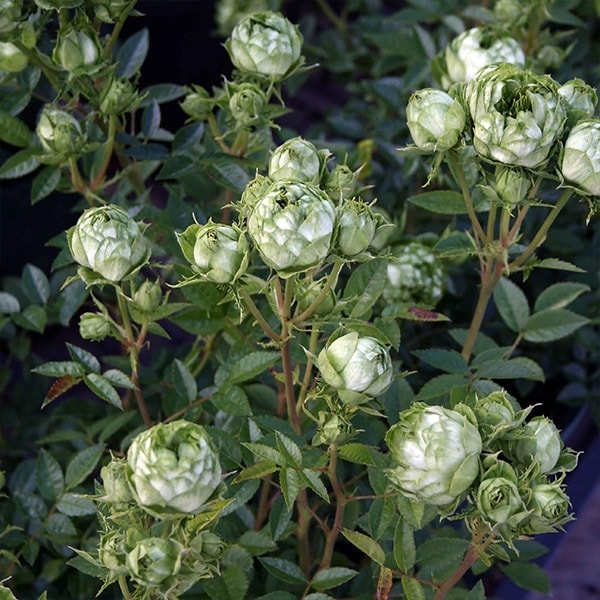 バラ苗 予約大苗 2026 オリエンタル エクレール Oriental Éclair 国産