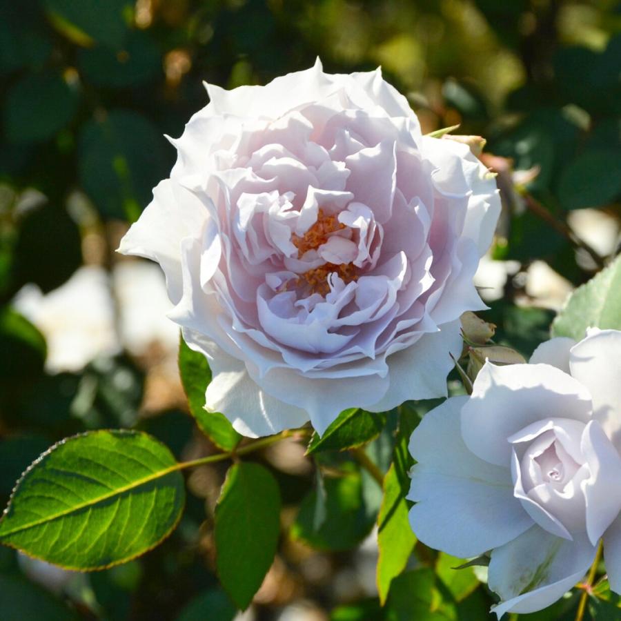 花鳥52 下田逸郎 – Love Songs And Lamentations = 飛べない鳥、飛ば