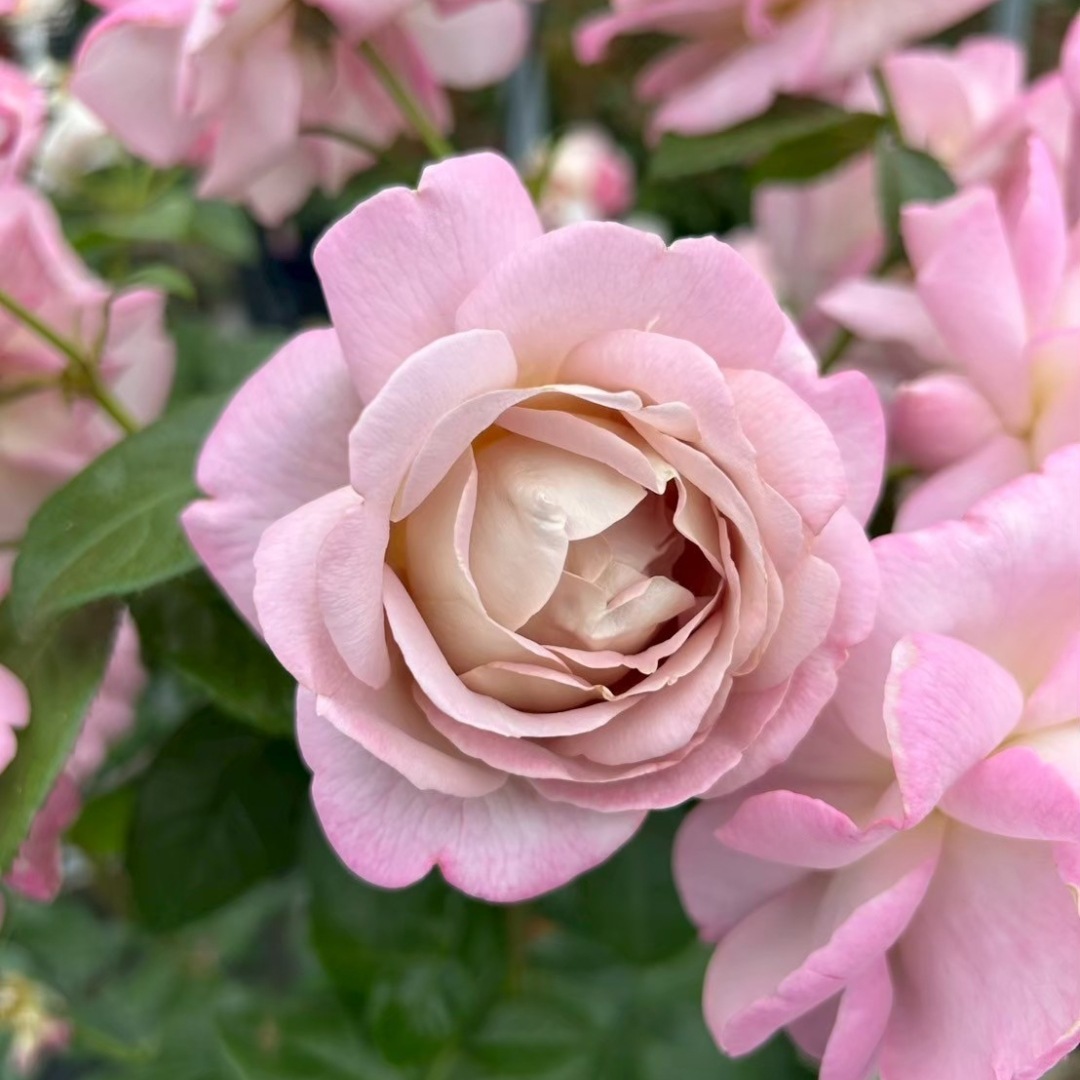 2_000000004668.jpg?1755136069