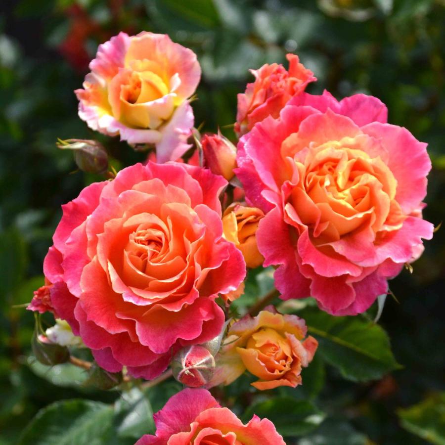 プリパラ バラ売り② 1_000000004768.jpg?1755157704