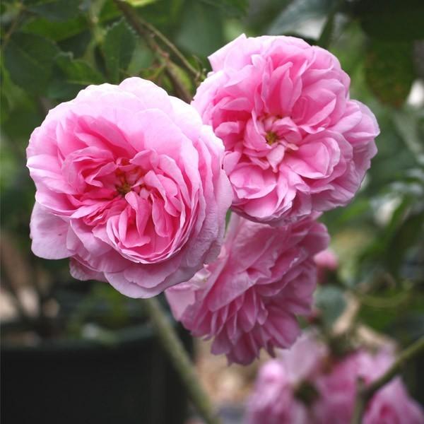 バラ苗 予約大苗 2027 ロサ ケンティフォーリア Rosa × centifolia