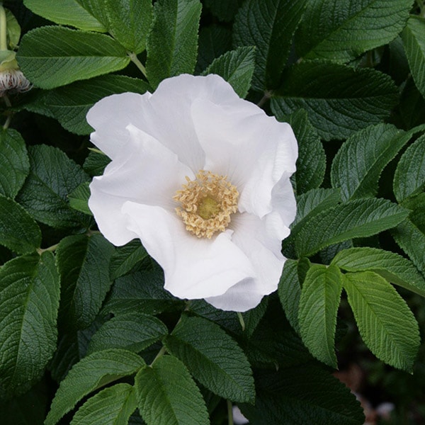バラ苗 図鑑 シロバナハマナス Rosa rugosa `Alba' 国産ノイバラ