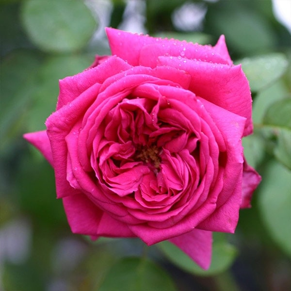 1_000000003569.jpg?1741224724