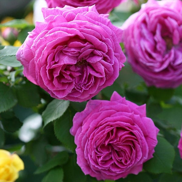 ※イマムラ 生花】デコラマム セイオペラオレンジ:JFDマム【FJ】 - 花材通販