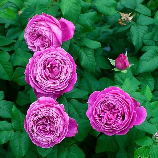 バラ苗 予約大苗 2026 ノスタルジック エレガンス Nostalgic Elegance