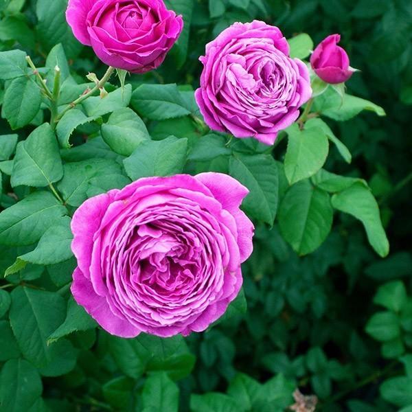 バラ苗 予約大苗 2026 ノスタルジック エレガンス Nostalgic Elegance