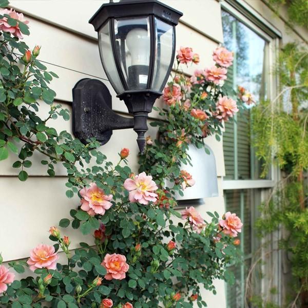 バラ苗 予約新苗 2026 ショコラティエ Chocolatie 国産ノイバラ台木