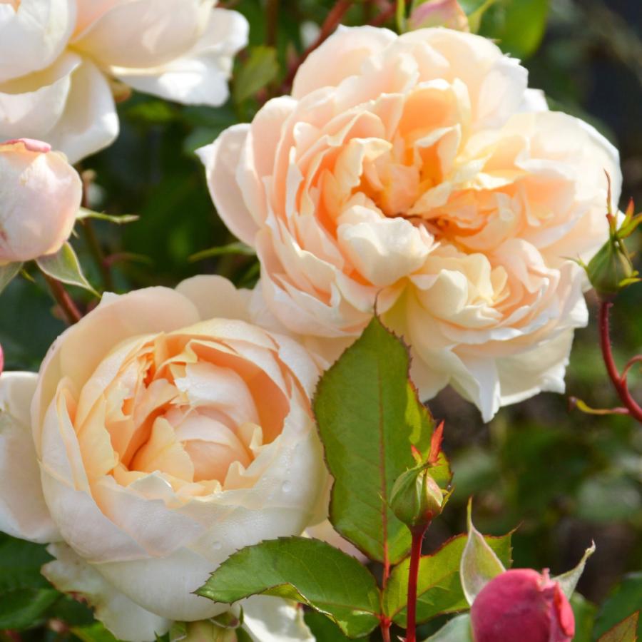 バラ売り対応後にページ更新します バラ苗 予約新苗 2026 シャンパーニュ Champagne 国産ノイバラ台木使用