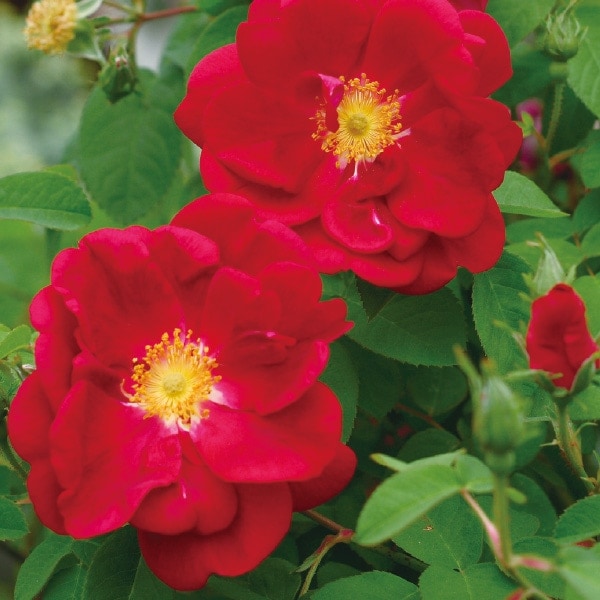 バラ苗 図鑑 ロサ ガリカ オフィキナーリス Rosa gallica var