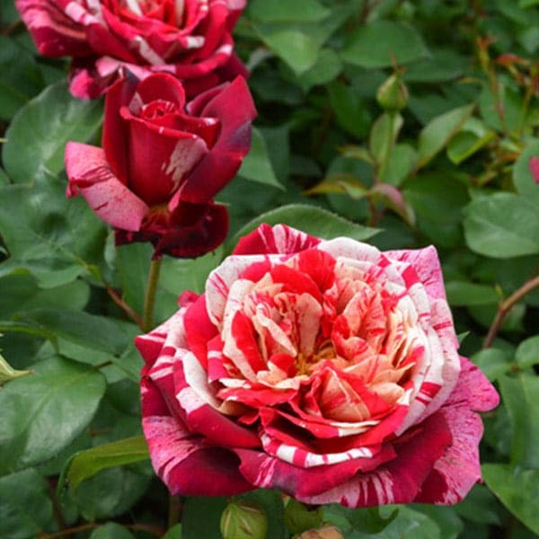 バラ苗 図鑑 オッダヴィオ ミッソーニ Ottavio Missoni 国産ノイバラ台