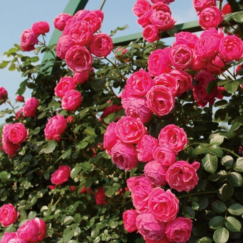 切り花品種バラ苗1歳POMPONELLA SUMMERHOUS♡ Rose