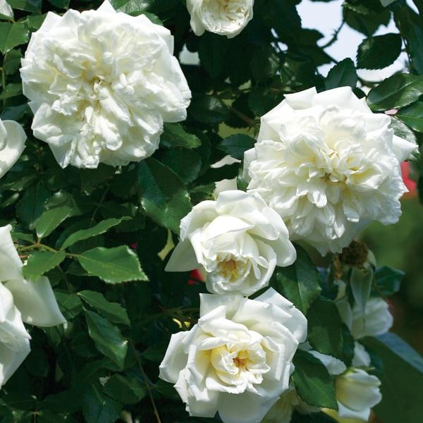 バラ「超」大苗】アルベリック バルビエ（つるバラ） バラ苗 予約大苗