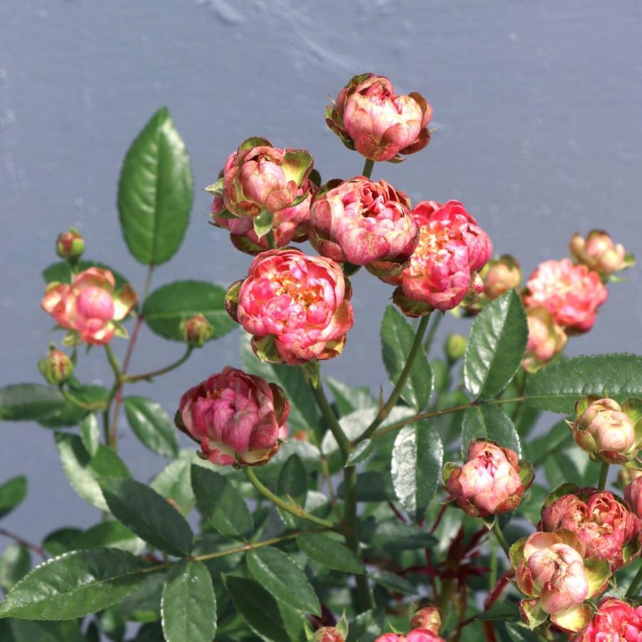 コメント下さい✦バラ苗✦ꕥ。.予約のみꕤ‿ꕤ.。 バラ苗 予約新苗 2026 カクテル Cocktail 国産ノイバラ台木使用