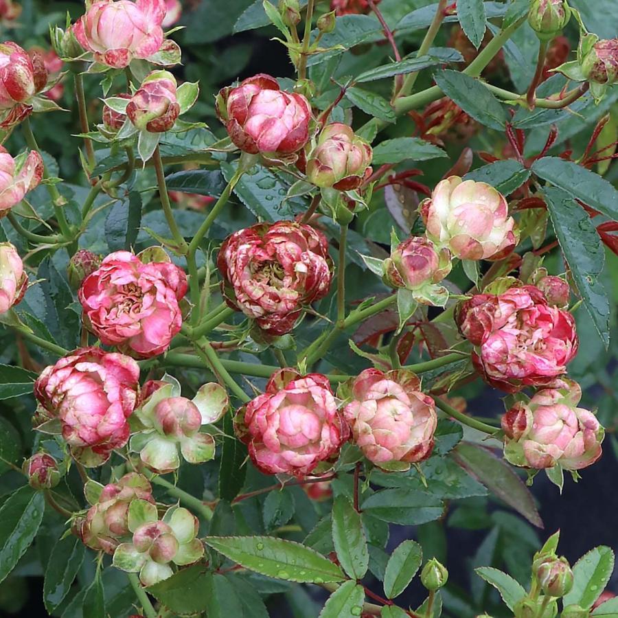 バラ苗 予約大苗 2026 ラディッシュ Radish 国産ノイバラ台木使用