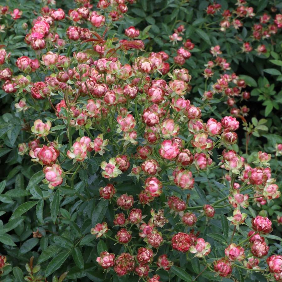 コメント下さい✦バラ苗✦ꕥ。.予約のみꕤ‿ꕤ.。 バラ苗 予約新苗 2026 カクテル Cocktail 国産ノイバラ台木使用