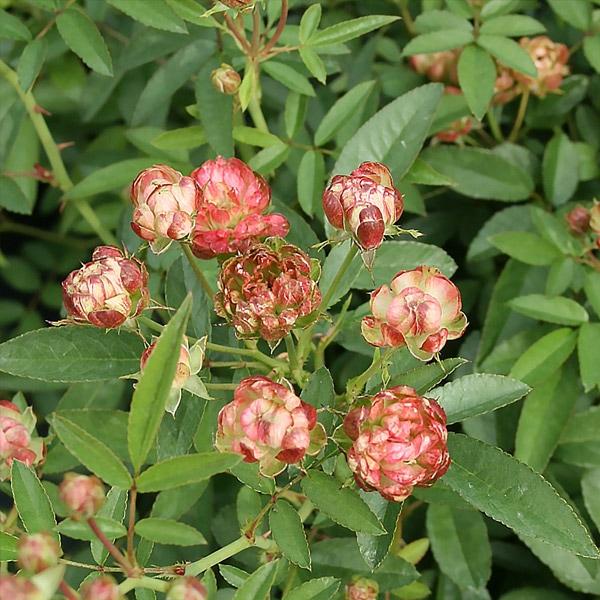 バラ苗 予約大苗 2026 ラディッシュ Radish 国産ノイバラ台木使用