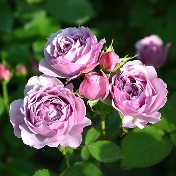 バラ苗 予約大苗 2026 シャドウ オブ ザ ムーン Shadow of the Moon