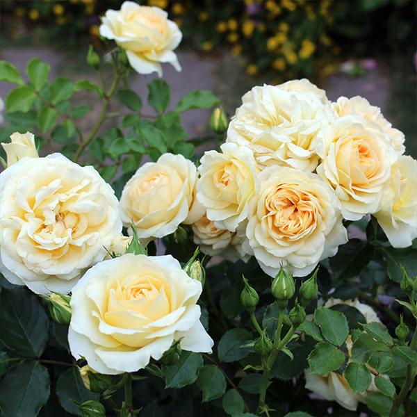 バラ苗 予約新苗 2026 スプリング ドリーム Spring Dream 国産ノイバラ