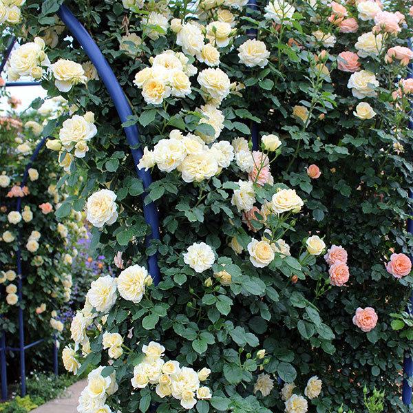 バラ苗 予約新苗 2026 スプリング ドリーム Spring Dream 国産ノイバラ