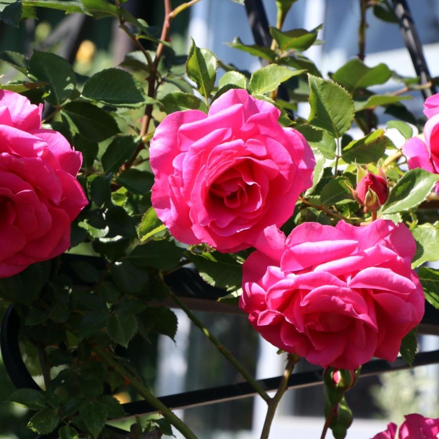 バラ苗 長尺苗 つる ローズうらら Urara Climbing つるバラ | 長