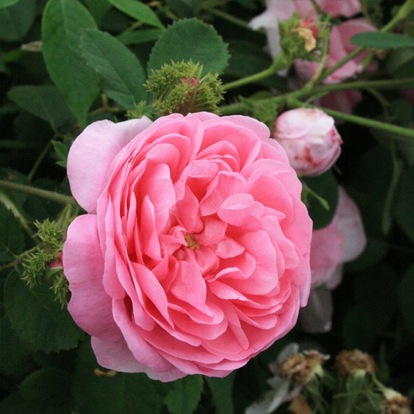 バラ苗 図鑑 シャポー ドゥ ナポレオン Chapeau de Napoléon 国産