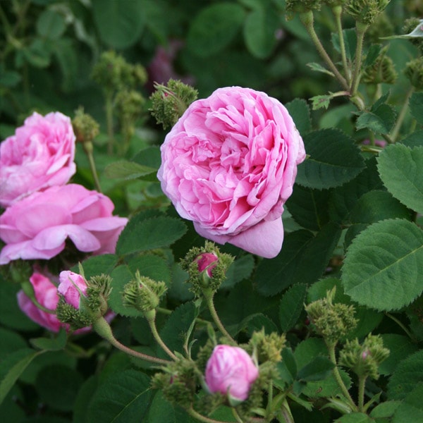 バラ苗 図鑑 シャポー ドゥ ナポレオン Chapeau de Napoléon 国産