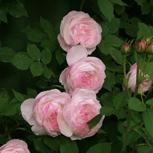 【バラ大苗】マダム ピエール オジェ マダムピエールオジェの育て方 | | 篠宮バラ園