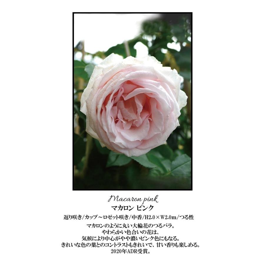 バラ苗 鉢植え6寸 2025 マカロン ピンク Macaron pink 国産