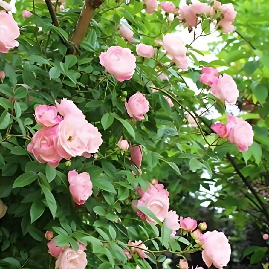 バラ苗 予約新苗 2026 玉鬘 Tamakazura 国産ノイバラ台木使用 | 予約新