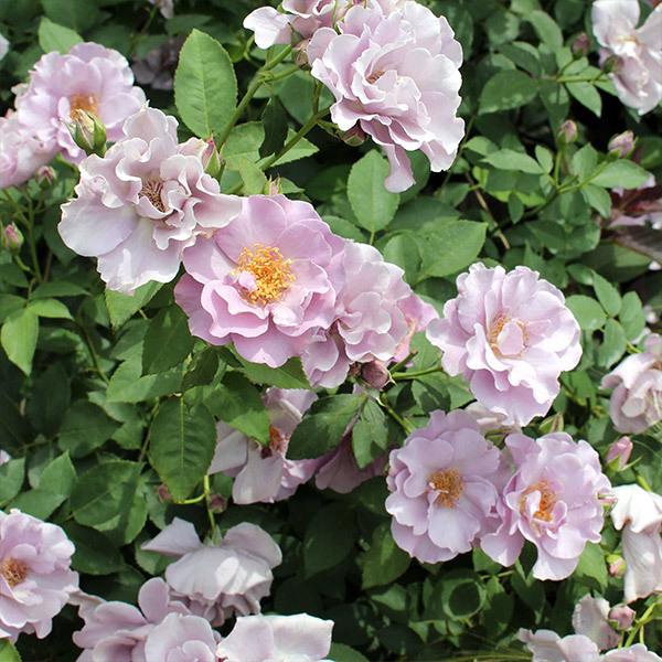 バラ苗 予約新苗 2026 トワイライト ヨコハマ 国産ノイバラ台木使用