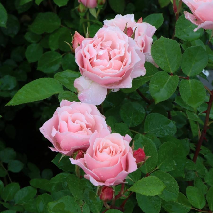 バラ苗 予約新苗 2026 ダフネ Daphne 国産ノイバラ台木使用 | 予約新苗