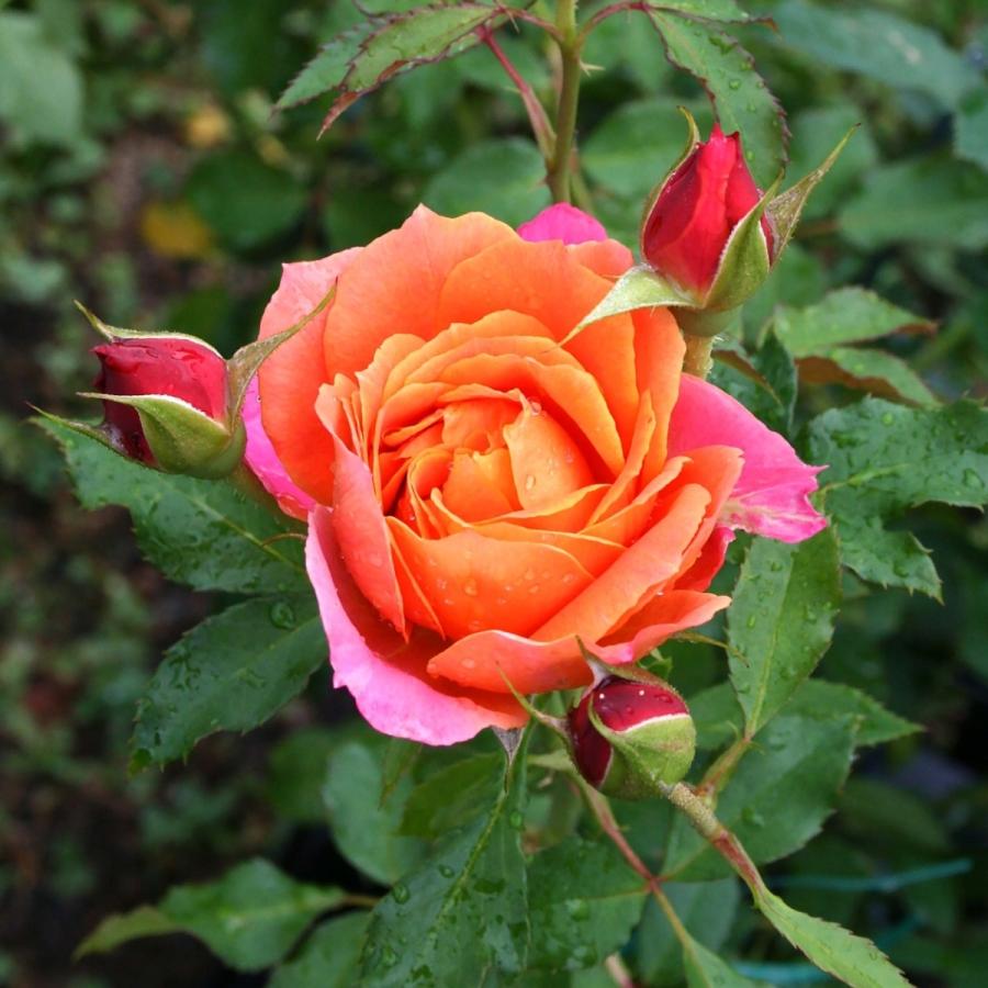 バラ苗 予約大苗 2027 ディズニーランド ローズ Disneyland Rose 国産
