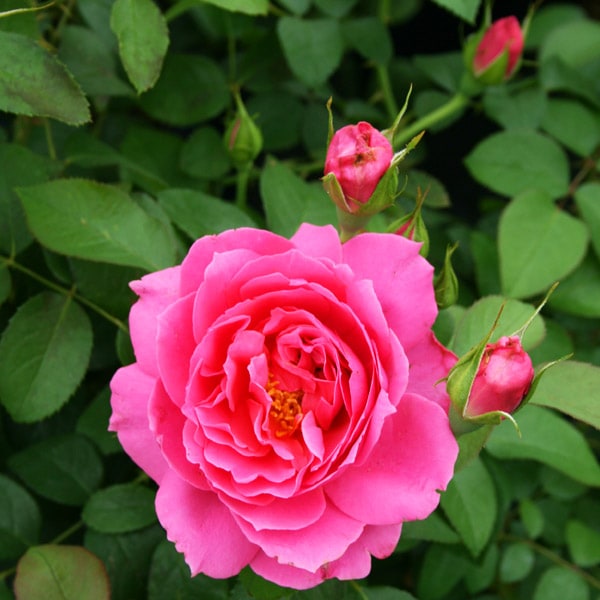 バラ苗 図鑑 サンテグジュペリ Saint-Exupéry 国産ノイバラ台木使用