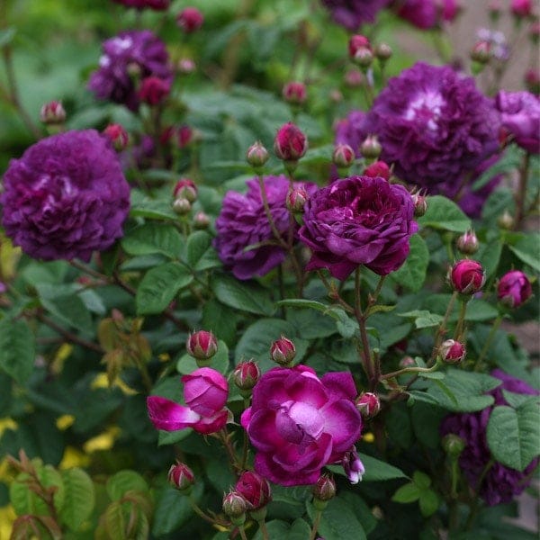 バラ苗 予約大苗 2026 カーディナル ドゥ リシュリュー Cardinal de