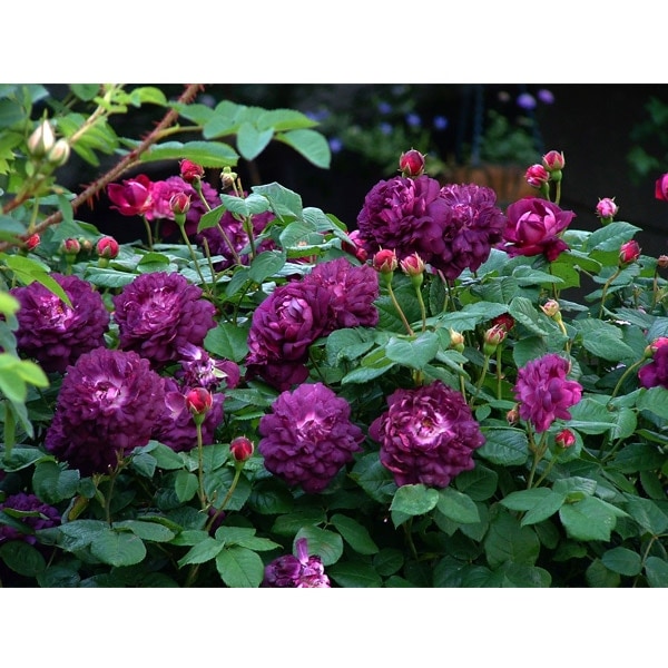 バラ苗 予約大苗 2026 カーディナル ドゥ リシュリュー Cardinal de