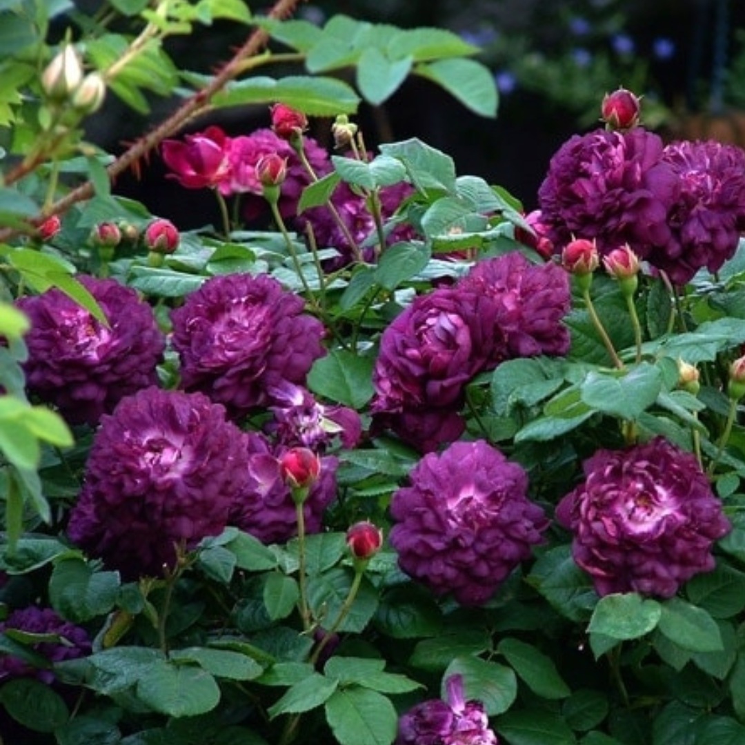 バラ苗 予約大苗 2026 カーディナル ドゥ リシュリュー Cardinal de