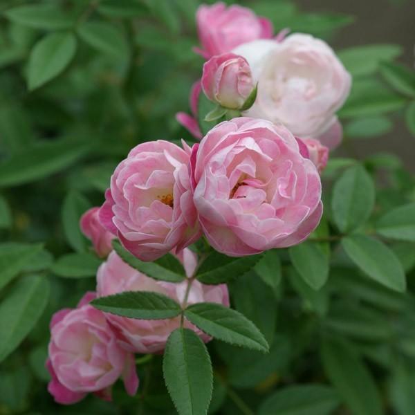 バラ苗 予約大苗 2026 ピンク マザーズディ Pink Mothersday 国産