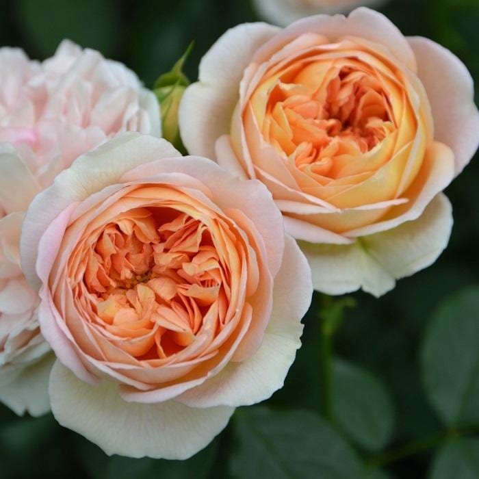 バラ苗 予約大苗 2026 ジュール ヴェルヌ Jules Verne 国産ノイバラ台