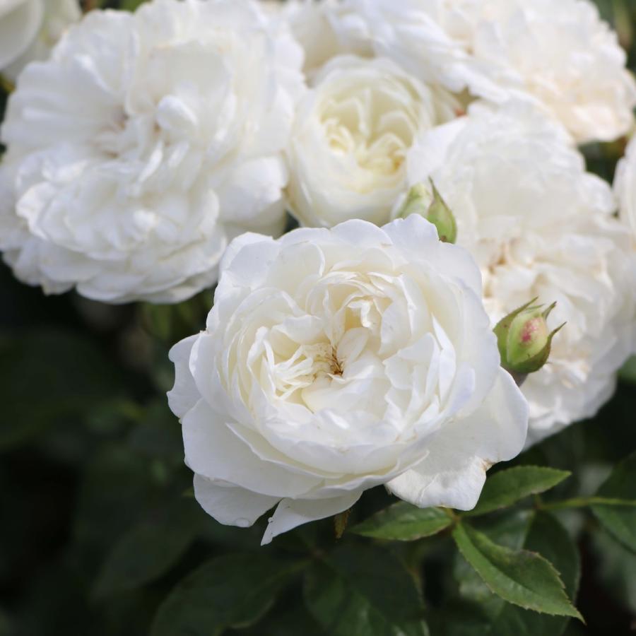 1_000000004773.jpg?1755158678