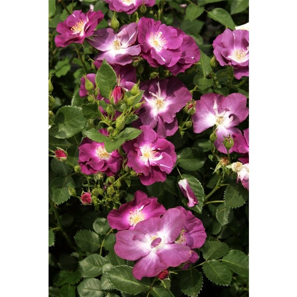 バラ苗 図鑑 スイート セレナーデ Sweet Serenade 国産ノイバラ台木