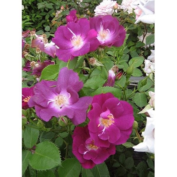 バラ苗 図鑑 スイート セレナーデ Sweet Serenade 国産ノイバラ台木