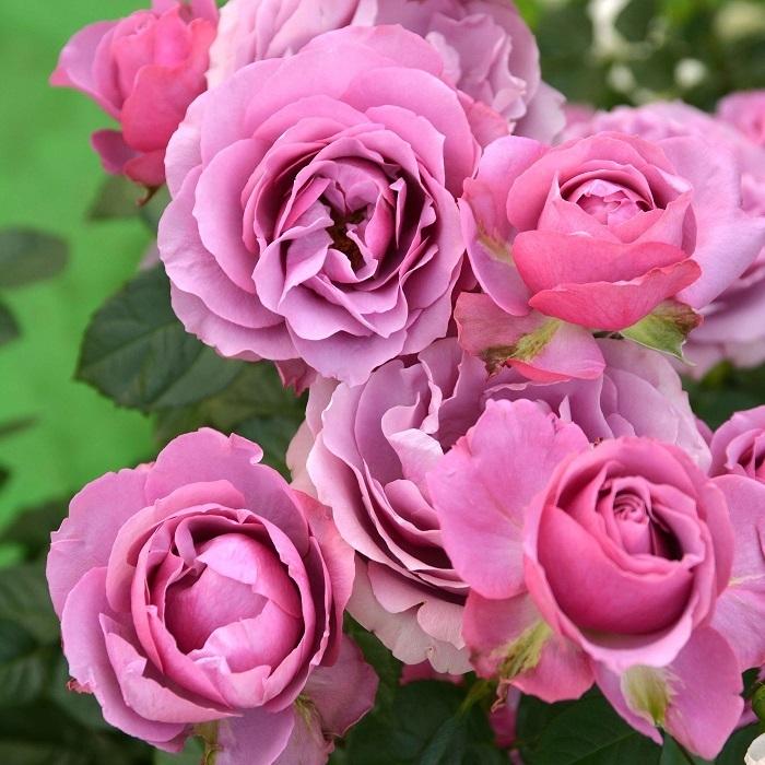 バラ苗 予約大苗 2026 シュリンクス Syrinx 国産ノイバラ台木使用