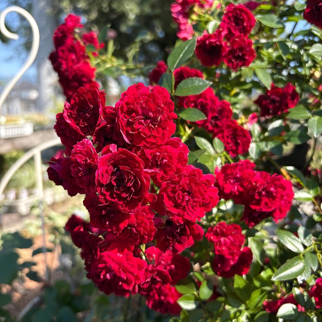 バラ苗 楽天市場】バラ苗【中苗】さくらこ 国産苗 6号鉢植え品［契約品種