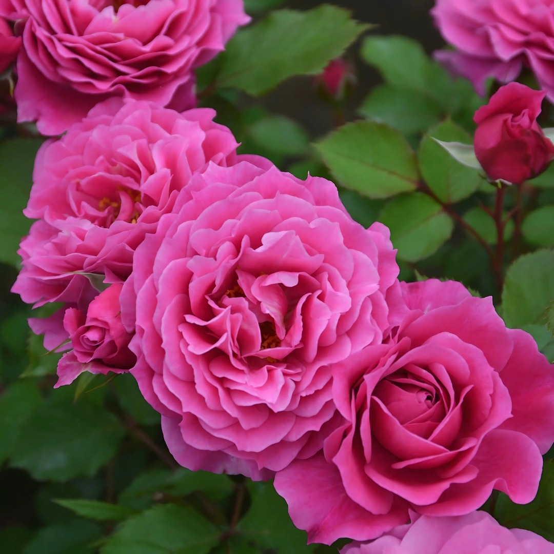 1_000000004774.jpg?1755158731