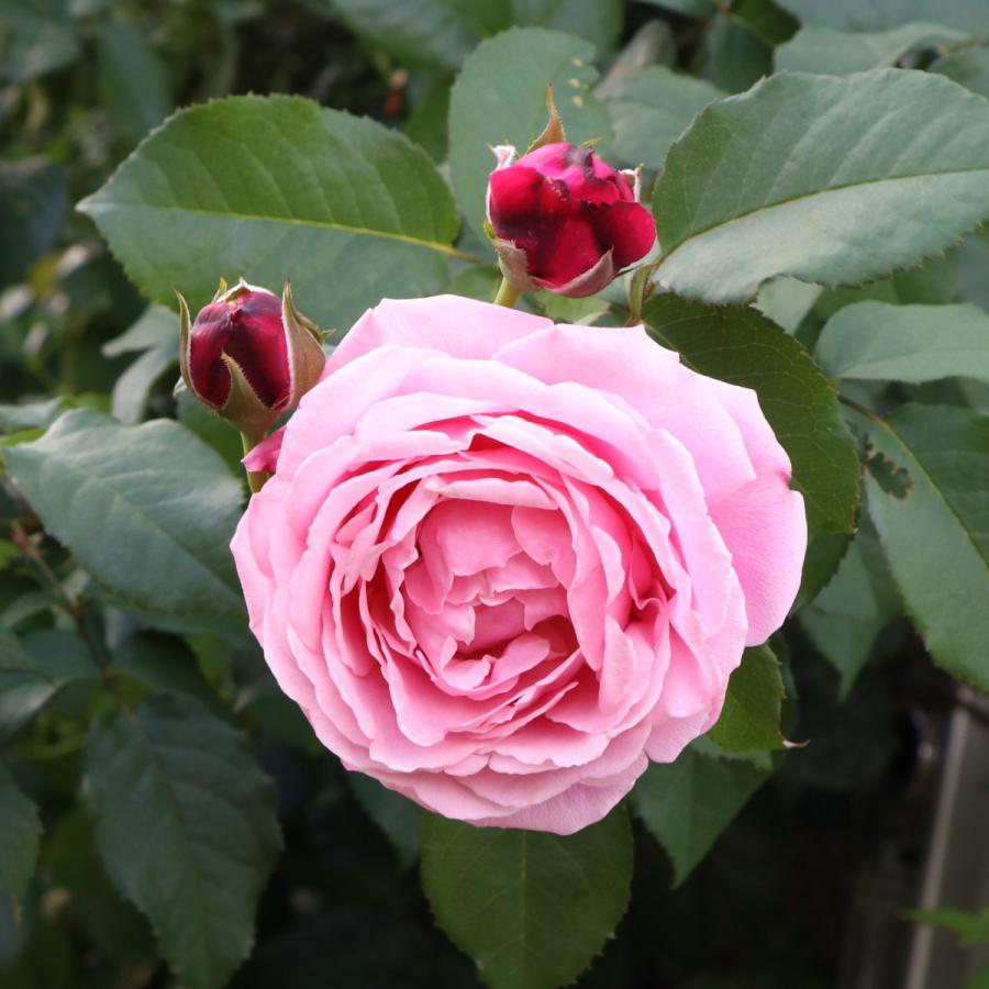バラ苗 予約大苗 2027 シャンテ ロゼ ミサト Chant Rosé Misato 国産