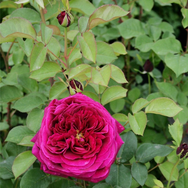 バラ苗 図鑑 ザ プリンス The Prince 国産ノイバラ台木使用 | すべての