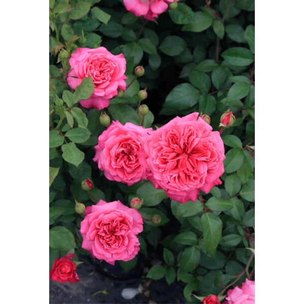 バラ苗 図鑑 アイバーズ ローズ Ivor's Rose 国産ノイバラ台木使用