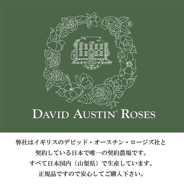 バラ苗 鉢植え6寸 2025 チャールズ ダーウィン Charles Darwin