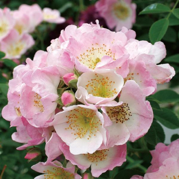 バラ苗 予約大苗 2026 キュー ランブラー Kew Rambler 国産ノイバラ台